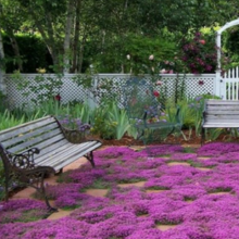 Thym creeping red / Leaderplant